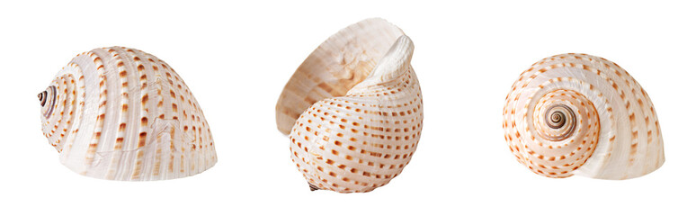 seashells on white background