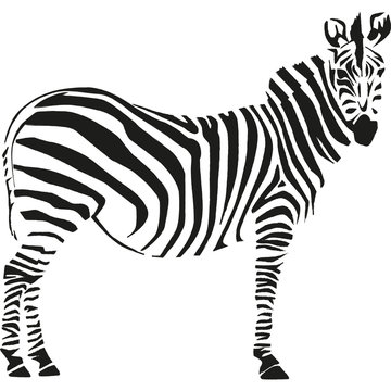 zebra