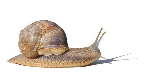 escargot de bourgogne