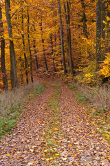 Waldweg im Herbst