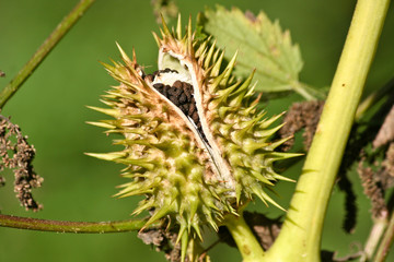 Stechapfel