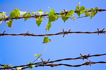 barbed wire