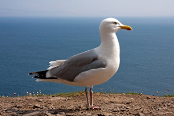 Möwe am Atlantik