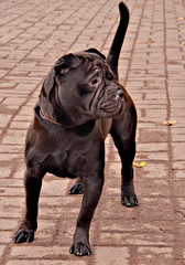 dog