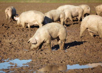 Schweine suhlen im Schlamm