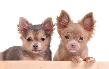 Two cute chihuahua puppies above wooden banner isolated