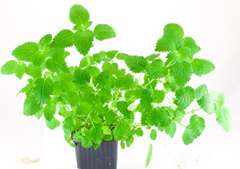 Herbs