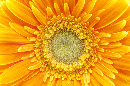 Gerbera