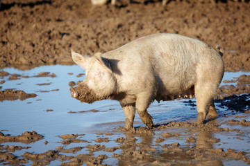 Schwein suhlt im Schlamm