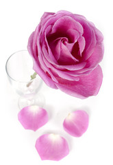 Fototapeta premium Pink rose and petals