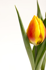 Naklejka premium orange Tulpe