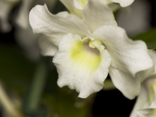 Orchidea