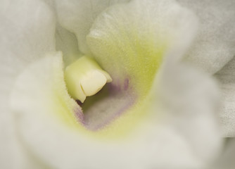 Orchidea © Gucio_55