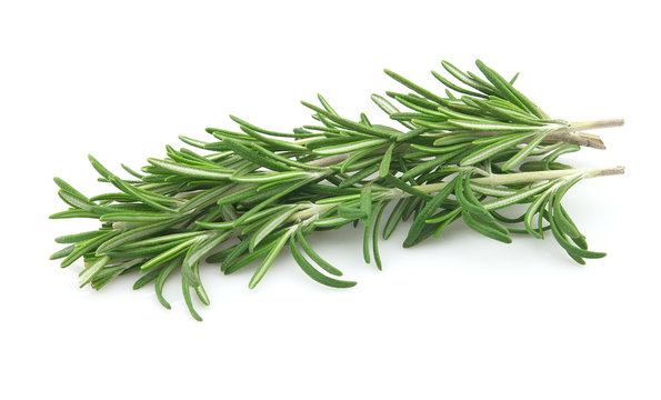 Branch of rosemary