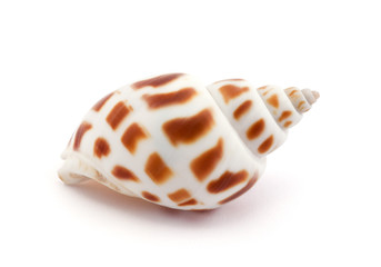 Shell isolated on white with soft shadow