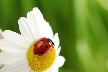 ladybug on camomile