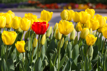 Obraz premium Tulips