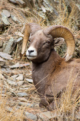 Bighorn Ram