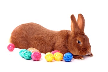 liegende Hase und bunte Eier