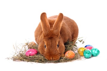 Hase im Heu und bunte Eier