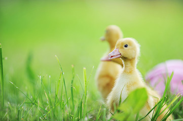 three fluffy chicks