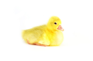 yellow fluffy duckling