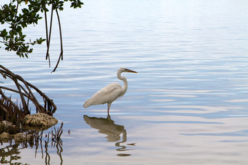 Great White Heron