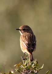 Stonechat