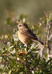 Tarabilla - Stonechat