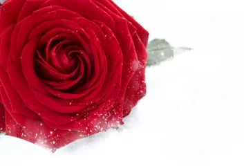 Cercles muraux Rouge, noir, blanc Rose rouge congelée en gelée blanche.