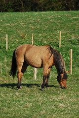 Beautiful horse grazing in a field