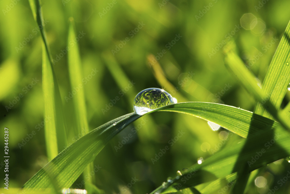 Wall mural drop on grass