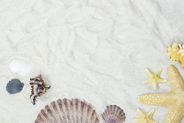 shells on  sand