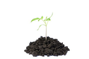 green plant