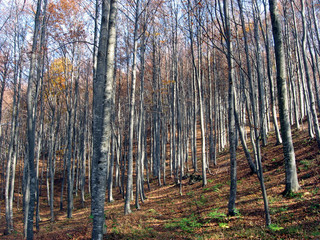dense forest in autumn in an Italian countryside