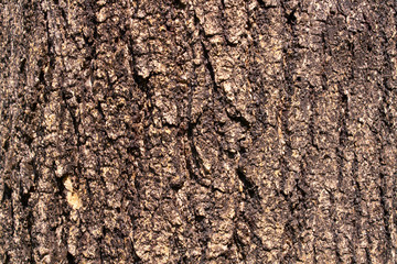 Bark of tree texture