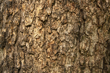 Bark of tree texture