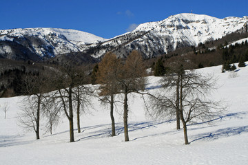 seven isolated trees in the middle of the field covered