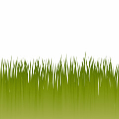 Obraz premium Green grass