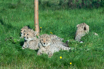 Four cheetah (A. Jubatus) cubs rest in the grass