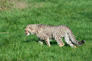 Cheetah (A. Jubatus) cub prowls
