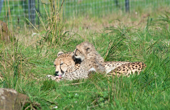 Mother cheetah (A. Jubatus) licks her baby