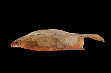 Fototapeta premium Flatfish.