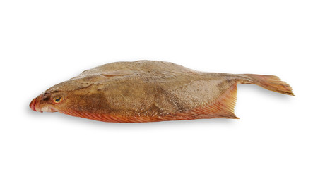 Flatfish.