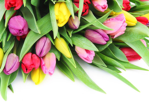 Spring tulip flowers