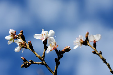 Winter flowering Cherry (Prunus) macro, Imperial Palace East Gar