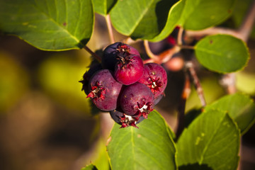 Saskatoon Berries ripening in Summer