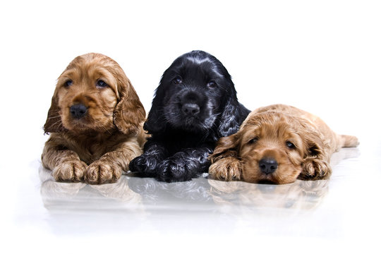 drei junge Hunde