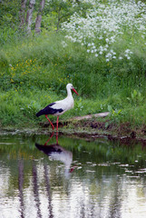 wonderful stork fired looking for food near river