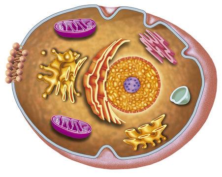 Celula